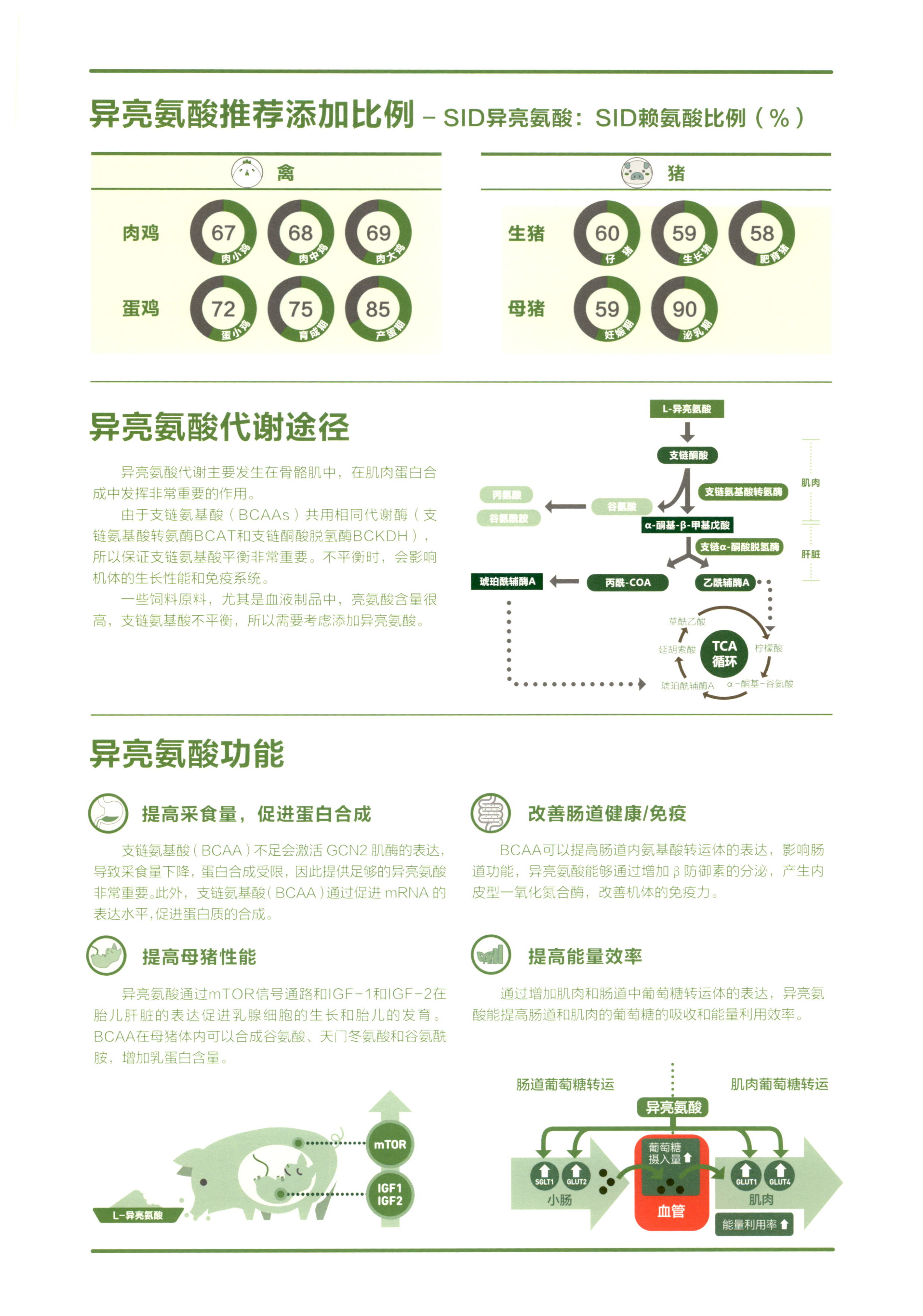异亮氨酸 图片 3