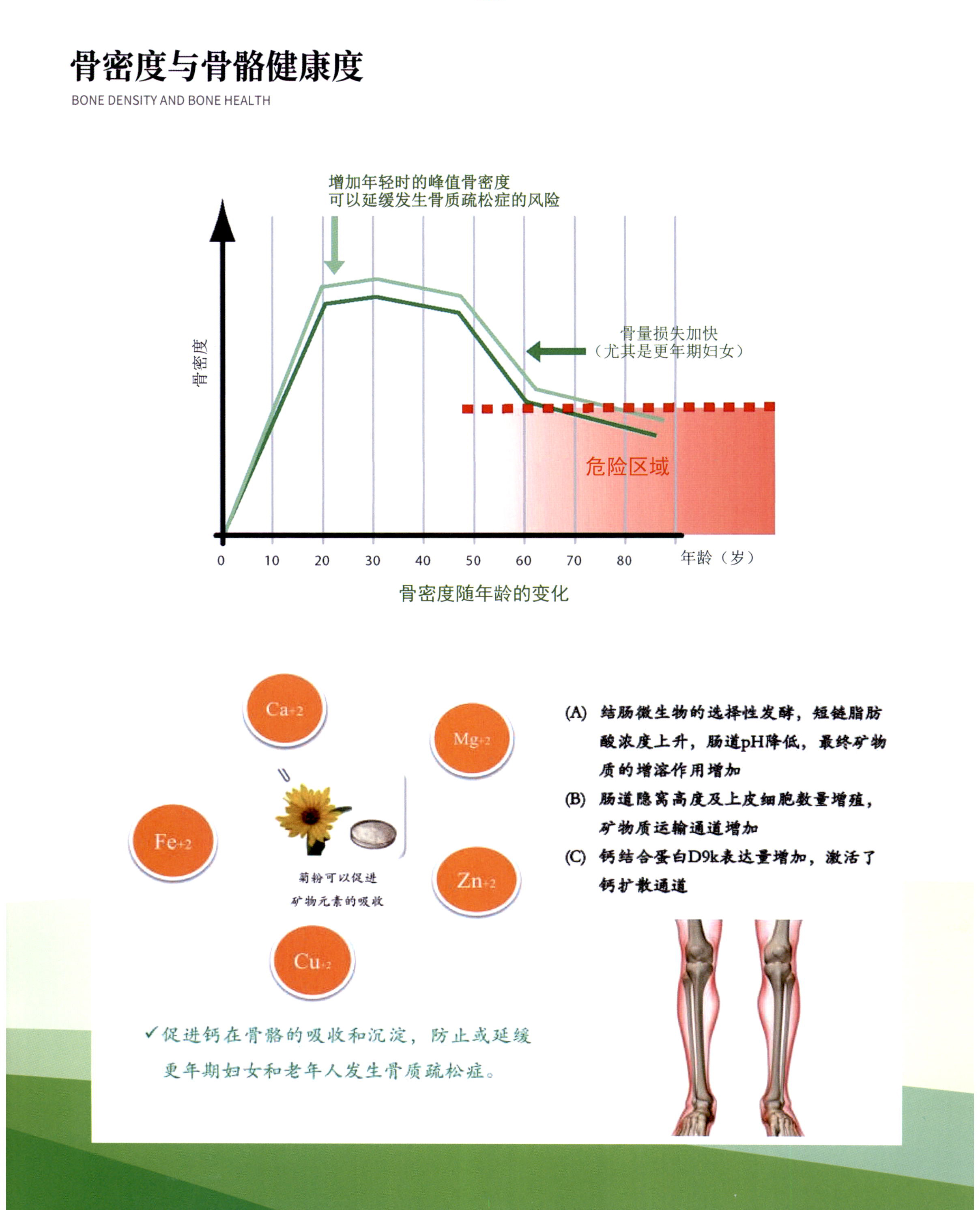菊粉 图片 6