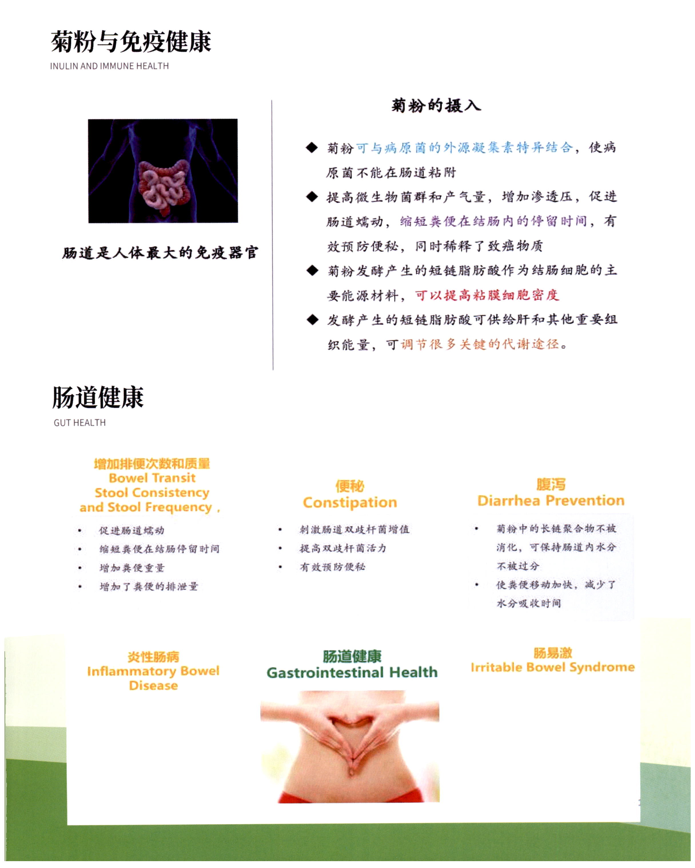 菊粉 图片 8