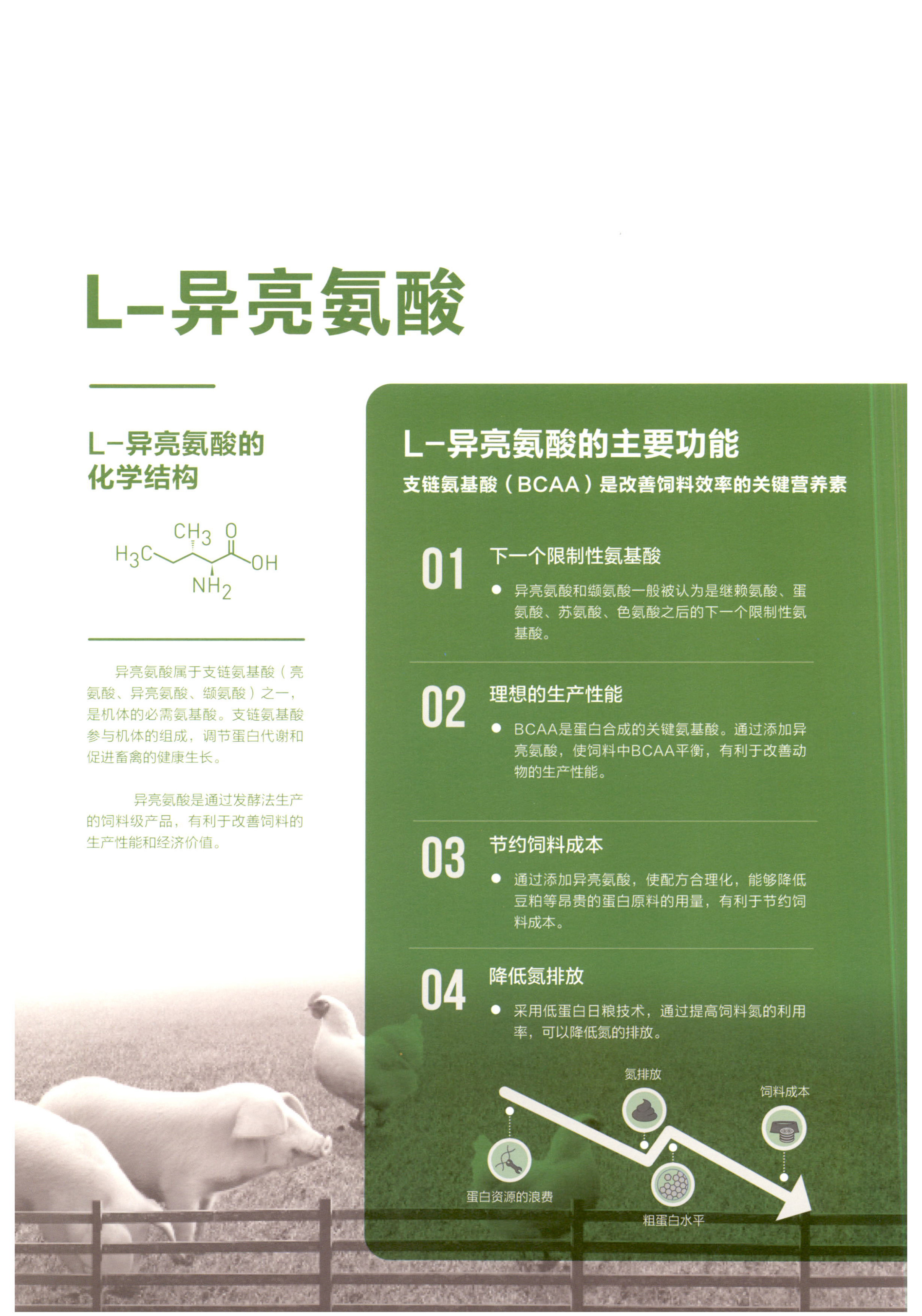 异亮氨酸 图片 2