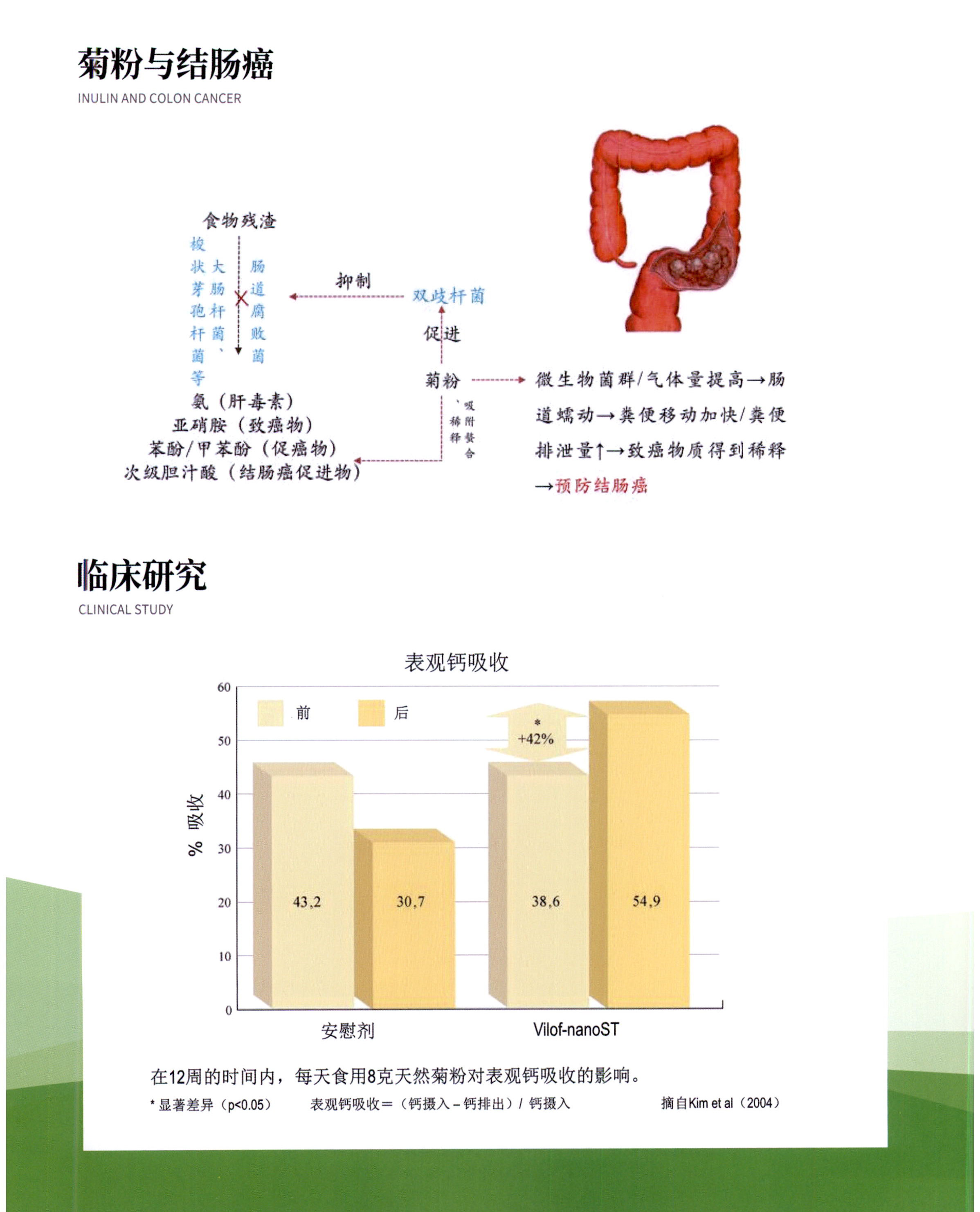 菊粉 图片 5